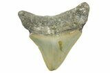 Serrated, Posterior Megalodon Tooth - North Carolina #368059-1